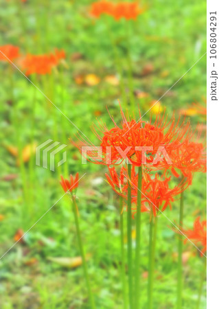 鮮紅色の美しい彼岸花 106804291