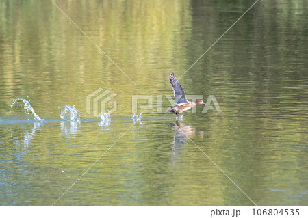 水辺から飛び立とうとしているヒドリガモ 106804535