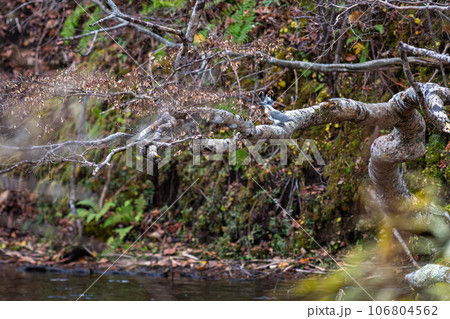 木の枝にとまってあたりの様子を伺っているヤマセミ 106804562