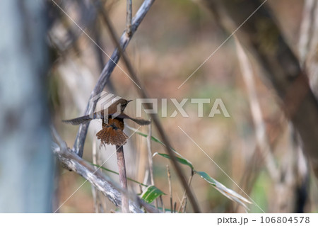 翼を広げて飛び立とうとしているミソサザイ 翼を広げて飛び立とうとしているミソサザイ 106804578