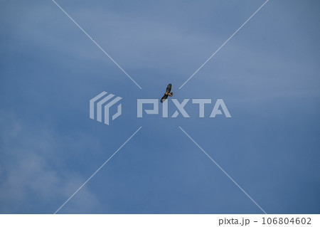 青空を背景に獲物を探して飛翔するノスリ 106804602