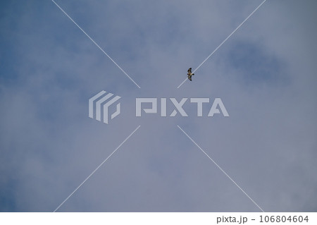 青空を背景に獲物を探して飛翔するノスリ 106804604