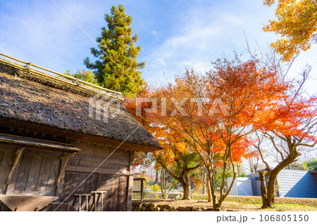 【紅葉素材】安曇野市・大王わさび農場の紅葉【長野県】 106805150
