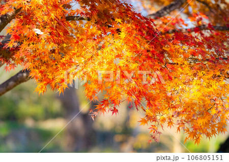 【紅葉素材】安曇野市・大王わさび農場の紅葉【長野県】 106805151