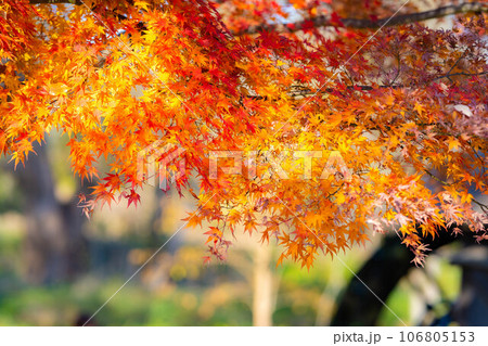 【紅葉素材】安曇野市・大王わさび農場の紅葉【長野県】 【紅葉素材】安曇野市・大王わさび農場の紅葉【長野県】 106805153