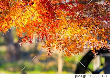 【紅葉素材】安曇野市・大王わさび農場の紅葉【長野県】 106805154