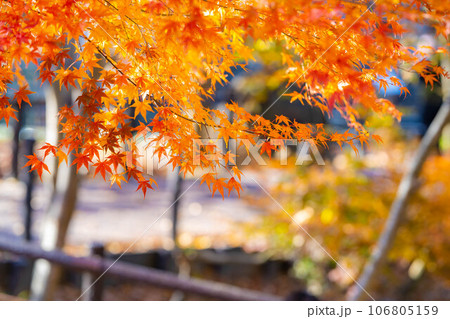 【紅葉素材】安曇野市・大王わさび農場の紅葉【長野県】 【紅葉素材】安曇野市・大王わさび農場の紅葉【長野県】 106805159
