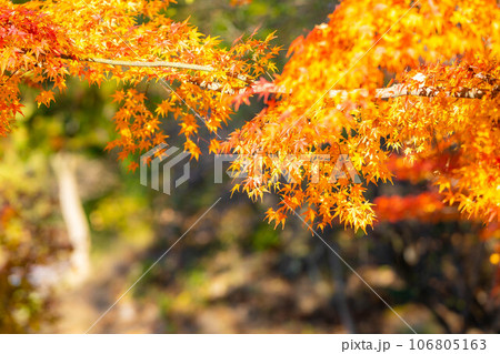 【紅葉素材】安曇野市・大王わさび農場の紅葉【長野県】 106805163