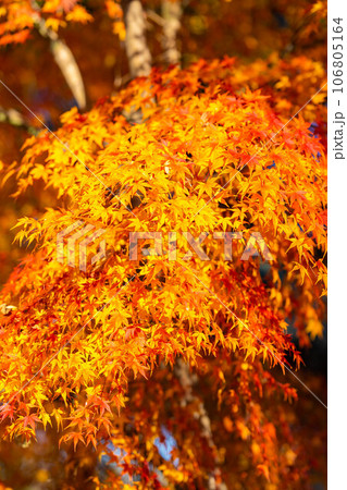 【紅葉素材】安曇野市・大王わさび農場の紅葉【長野県】 106805164