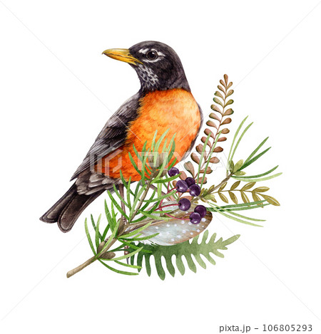 Forest natural floral decor with robin bird. Watercolor illustration. Hand drawn wildlife bird with floral natural decoration. Robin, fern, pine branch, berries rustic decor. White background 106805293