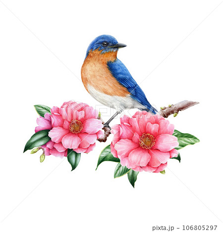 Bluebird bird with pink camellia flower image. Garden bright bird watercolor illustration. Hand painted western bluebird bird on camellia branch with flowers and leaves. Realistic floral spring image 106805297