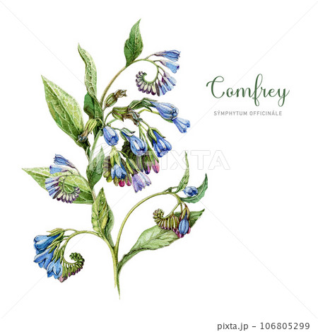 Comfrey plant with leaves and flowers. Watercolor vintage style botanical illustration. Hand drawn Symphytum officinale medicinal herb element. Blooming comfrey isolated on white background 106805299