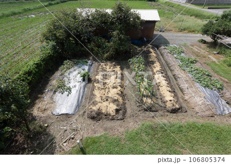 九月中旬の農家の家庭菜園 106805374