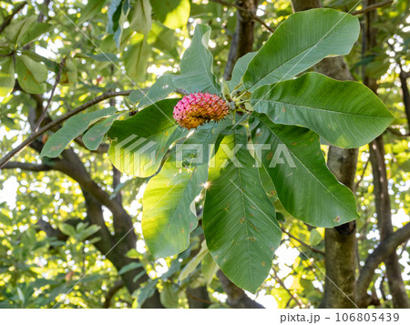 赤く色づいたホオノキ（朴の木）の実と大きな葉 106805439