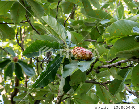 赤く色づいたホオノキ（朴の木）の実と大きな葉 106805440