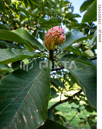 赤く色づいたホオノキ（朴の木）の実と大きな葉 106805442