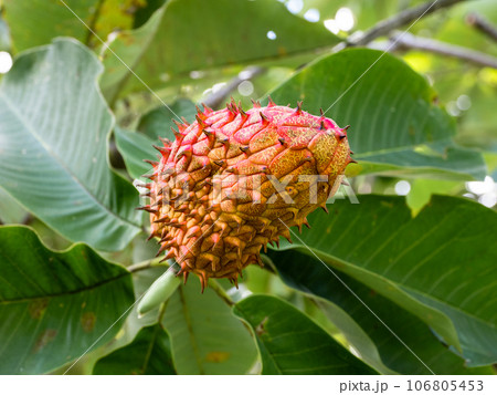 赤く色づいたホオノキ(朴の木)の実 赤く色づいたホオノキ(朴の木)の実 106805453