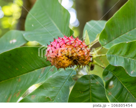 赤く色づいたホオノキ（朴の木）の実 106805454