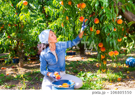 Female owner of orchard gathering harvest of ripe peaches on day Female owner of orchard gathering harvest of ripe peaches on day 106805550
