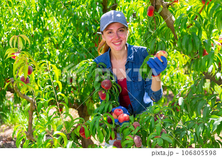 Female farmer picking peaches in fruit orchard 106805598