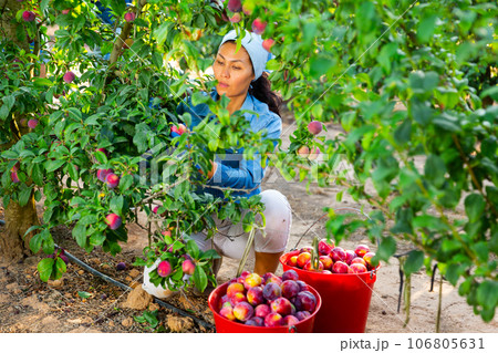 Woman farmer harvesting plums on fruit plantation 106805631
