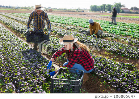 Farm workers picking leafy greens on field 106805647