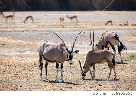 Some oryx gazelles feeding together in safari Some oryx gazelles feeding together in safari 106805650