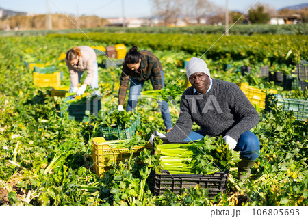 Satisfied African American farmer gathering crop of celery on vegetable plantation 106805693
