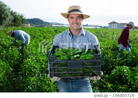 Farmer carrying crate with bell peppers on farm field 106805720