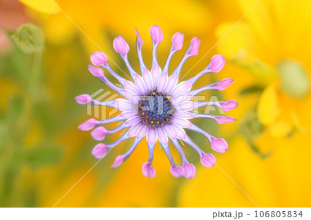 ピンク色のアフリカンデイジー 106805834