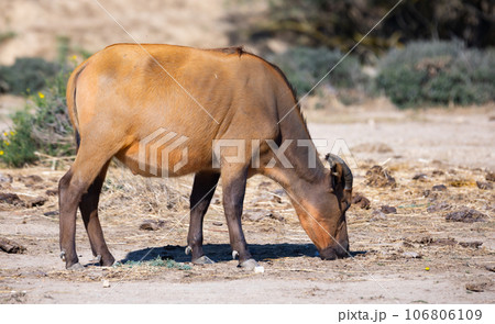 African forest buffalo grazing in pasture on sunny day 106806109