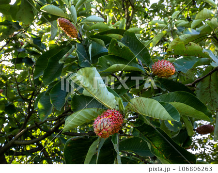 熟して裂開し始め、赤い種子が見えているホオノキ（朴の木）の実 106806263