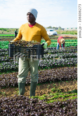 Man farmer carrying box with picked mizuna 106806273