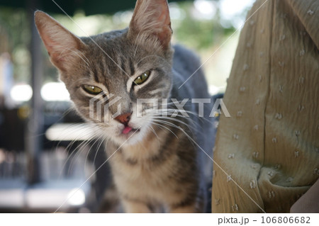 red cat looking around outdoor , 106806682