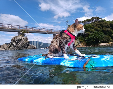 青い海とサーフィン猫の写真素材 [106806878] - PIXTA
