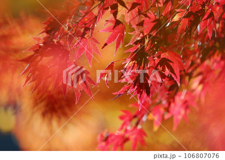 カエデの紅葉のクローズアップ カエデの紅葉のクローズアップ 106807076