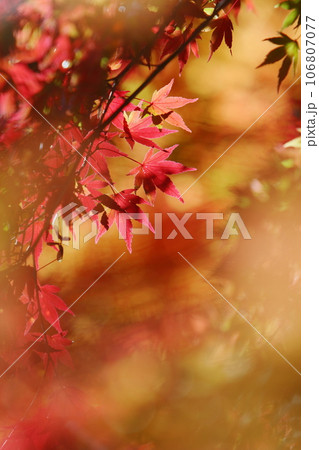 カエデの紅葉のクローズアップ カエデの紅葉のクローズアップ 106807077