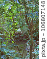 鳥 自然 天然 106807148