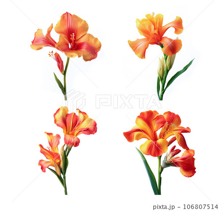 Image group of canna flowers on white background. Nature. Illustration, Generative AI. 106807514