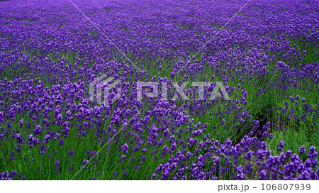 北海道　ファーム冨田　夏 106807939