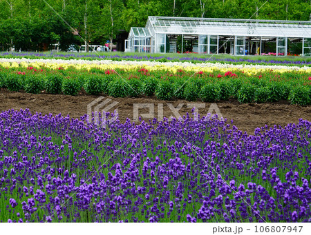 北海道 ファーム冨田 夏 北海道 ファーム冨田 夏 106807947