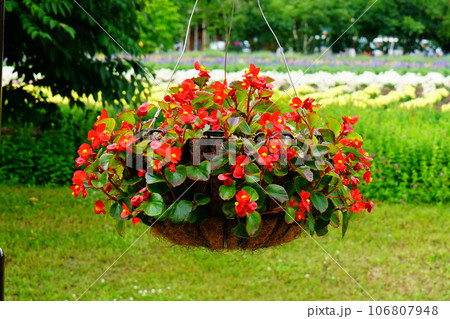 北海道　ファーム冨田　夏 106807948