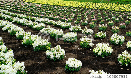 北海道　ファーム冨田　夏 106807951