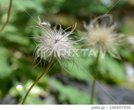 プルサティラ・ウルガリスの種 106807956