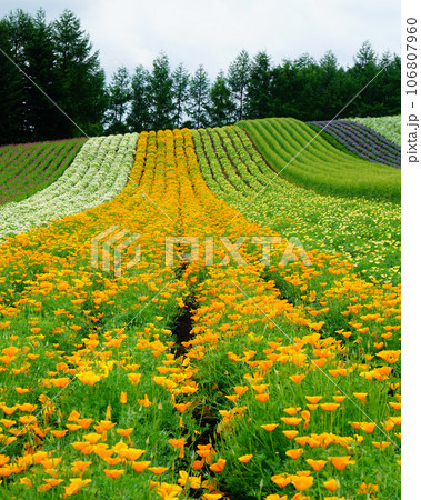 北海道 ファーム冨田 夏 北海道 ファーム冨田 夏 106807960