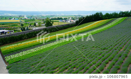 北海道 ファーム冨田 夏 北海道 ファーム冨田 夏 106807965