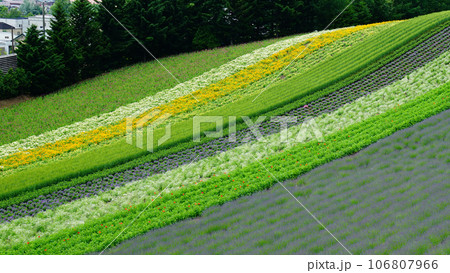 北海道 ファーム冨田 夏 北海道 ファーム冨田 夏 106807966