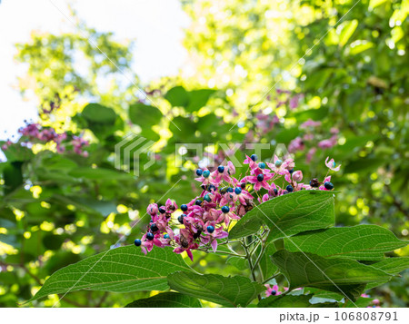 花のように見えるクサギの実　青い果実と赤い咢のコントラストが美しい 106808791