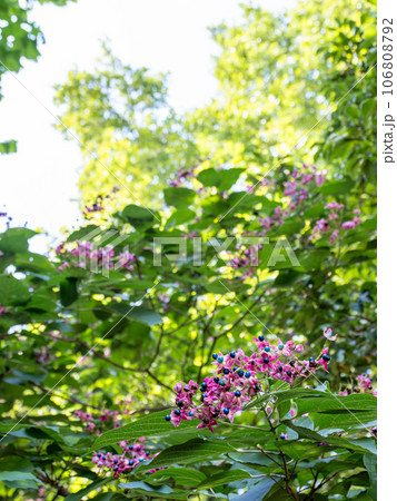 花のように見えるクサギの実　青い果実と赤い咢のコントラストが美しい 106808792