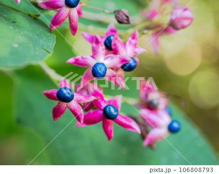 花のように見えるクサギの実 青い果実と赤い咢のコントラストが美しい 花のように見えるクサギの実 青い果実と赤い咢のコントラストが美しい 106808793